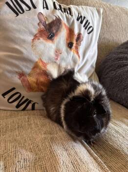 Rescue Guinea Pig Guinea Pigs for Adoption in Melbourne, Florida - Pepper | PetCurious